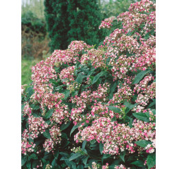 Viburnum tinus ´Eve Price´ / Kalina, 60-80 cm, C3