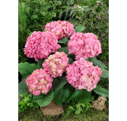 Hydrangea macrophylla / Hortenzie velkolistá růžová, 20-30 cm, K9