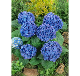 Hydrangea macrophylla 'Renate Steiniger' / Hortenzie velkolistá, 20-30 cm, C2