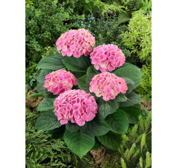 Hydrangea macrophylla 'Xian'® / Hortenzie velkolistá, 15-20 cm, K12/C2
