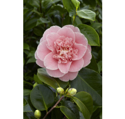 Camellia ´Pink´ / Kamélie růžová, K9