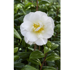 Camellia ´White´ / Kamélie bílá, K9