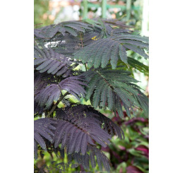 Albizia julibrissin ´Summer Chocolate´® / Albízie / Kapinice čokoládová, 80-100 cm, C2