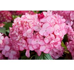 Hydrangea macrophylla 'Salsa'® / Hortenzie velkolistá, 15-20 cm, K12