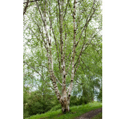 Betula utilis jacquemontii / Bříza himalájská, 200-225 cm, C12