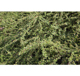 Cotoneaster ´Coral Beauty´ / Skalník rozložený, 25-30 cm, K9