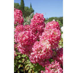 Hydrangea paniculata 'Diamant Rouge'® / Hortenzie latnatá, 30 cm, C4