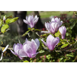 Magnolia soulangeana ´Sundew´ / Šácholan Soulangeův, 30 - 40 cm, K9