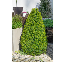 Buxus sempervirens / Zimostráz obecný, 20-30 cm, C1,5