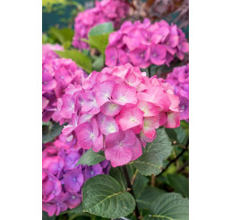 Hydrangea macrophylla ´Leuchtfeuer´ / Hortenzie velkolistá růžová, C2
