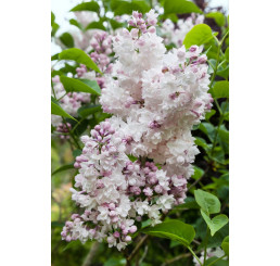 Syringa vulgaris 'Krásavica Moskvy' / Šeřík obyčejný, 100-125 cm, C15