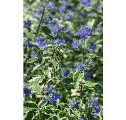 Caryopteris cland. ´White Surprise´ / Ořechoplodec clandonský, 30-40 cm, C3