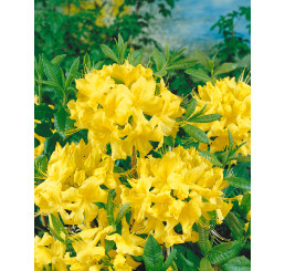 Rhododendron (AK) ´Anneke´ / Pěnišník/ Rododendron, 40-60 cm, C3