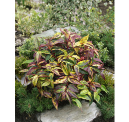 Leucothoe walteri ´Rainbow´ / Leucotoe, 30-40 cm, C2