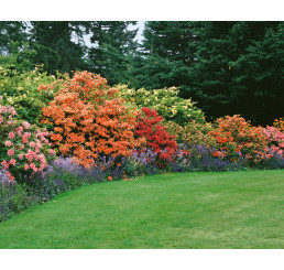 Rhododendron molle / Azalka zahradní směs, bal. 100 sem.