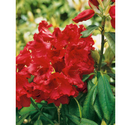 Rhododendron ´Nova Zembla´ / Pěnišník červený, 40-50 cm, C5