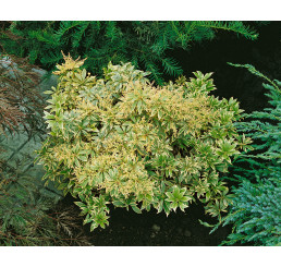 Pieris japonica ´Variegata´ / Pieris japonský, 15-20 cm, K13