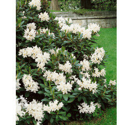 Rhododendron hybr. ´Cunningham´s  White´  / Pěnišník bílý, K9