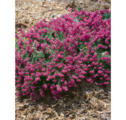 Erica carnea ´Myretoun Ruby´ / Vřesovec pleťový, 15-20 cm, C2
