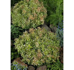Pieris japonica ´Little Heath´ / Pieris japonský, 20-25 cm, C2