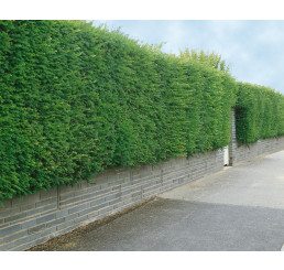 Taxus baccata / Tis červený, 10-20 cm, K9
