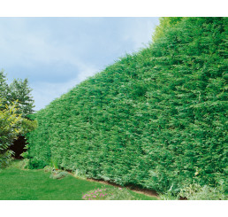Cupressocyparis leylandii ´Green´ / Cypřišovec Leylandův, 60-70 cm, C1,5