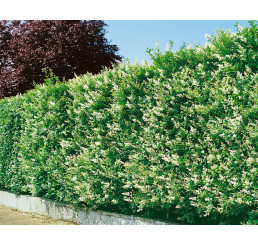 Ligustrum ovalifolium / Ptačí zob vejčitolistý, bal. 10 ks VK na živý plot, 80-100 cm, (3-5 výh.)