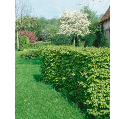 Carpinus betulus / Habr obecný, bal. 10 ks K9 na živý plot
