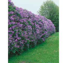 Syringa vulgaris / Šeřík obecný, 30-40 cm, C2