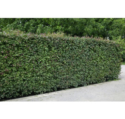 Acer campestre / Javor babyka, bal. 10 ks VK na živý plot, 50-80 cm