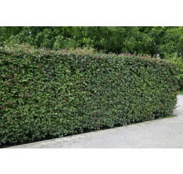Acer campestre / Javor babyka, 50-60 cm, C1,5