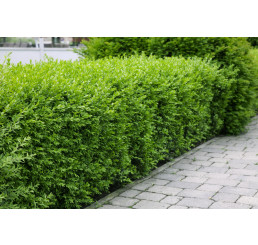 Ligustrum vulgare / Ptačí zob obecný, bal. 10 ks VK na živý plot (5-6 výh.)