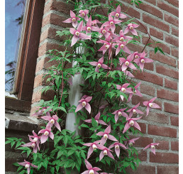 Clematis alpina ´Willy´ / Plamének alpský, 80-100 cm, C2