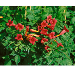 Campsis radicans ´Flamenco´ / Trubač kořenující  / Křivouš, 80 cm, C2