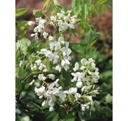 Wisteria floribunda ´Alba´ / Vistárie bílá, 50-60 cm, C2