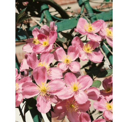 Clematis montana ´Rubens´ / Plamének, K9