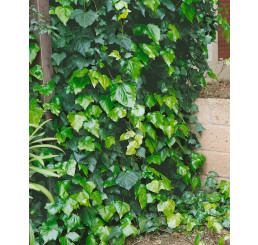 Hedera helix ´Hibernica´ / Břečťan popínavý, 20 - 30 cm, K9