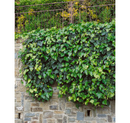 Hedera helix ´Hibernica´ / Břečťan popínavý, 20 - 30 cm, K9