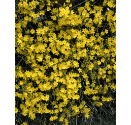 Jasminum nudiflorum / Jasmín nahokvětý, 10-15 cm, K9