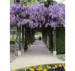 Wisteria sinensis ´Blue´ / Vistárie modrá, 60-80 cm, C2