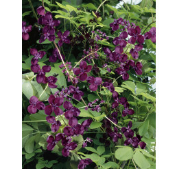 Akebia quinata / Akebie pětičetná , 30-40 cm, K9