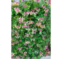 Lonicera ´Serotina´ / Zimolez, 80-100 cm, C2