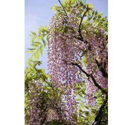 Wisteria sinensis ´Honbeni´ / Vistárie růžová, 150+ cm, C10