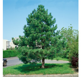 Pinus nigra / Borovice černá pravá, 20-30 cm, C3