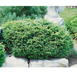 Picea abies ´Nidiformis´ / Smrk ztepilý , 12-15 cm, C1,5
