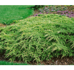 Juniperus chinensis ´Gold Star´ / Jalovec čínský, 15-20 cm, C1,5