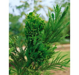 Cryptomeria japonica ´Cristata´ / Kryptomérie japonská, 50-70 cm, C3