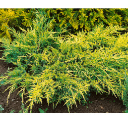 Juniperus media ´Gold Coast´ / Jalovec, 25-30 cm, C3