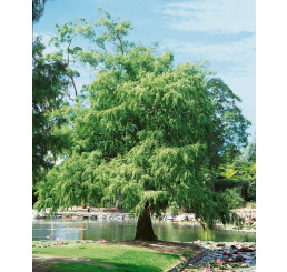Taxodium distichum / Tisovec dvouřadý, 50-60 cm, C5