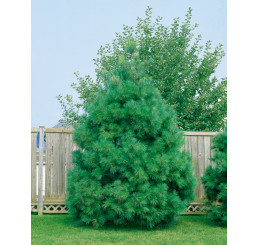 Pinus strobus / Borovice vejmutovka , 40-50 cm, C3